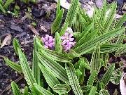 Scilla adlamii